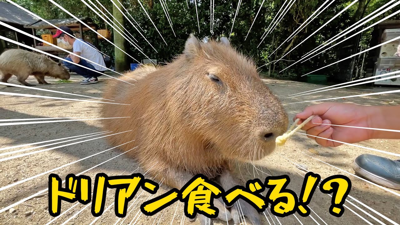 Amazonで購入した完熟ドリアンをカピバラに与えると・・・Animals eat durian