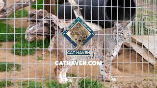Project Survival Cat Haven | Valley PBS
