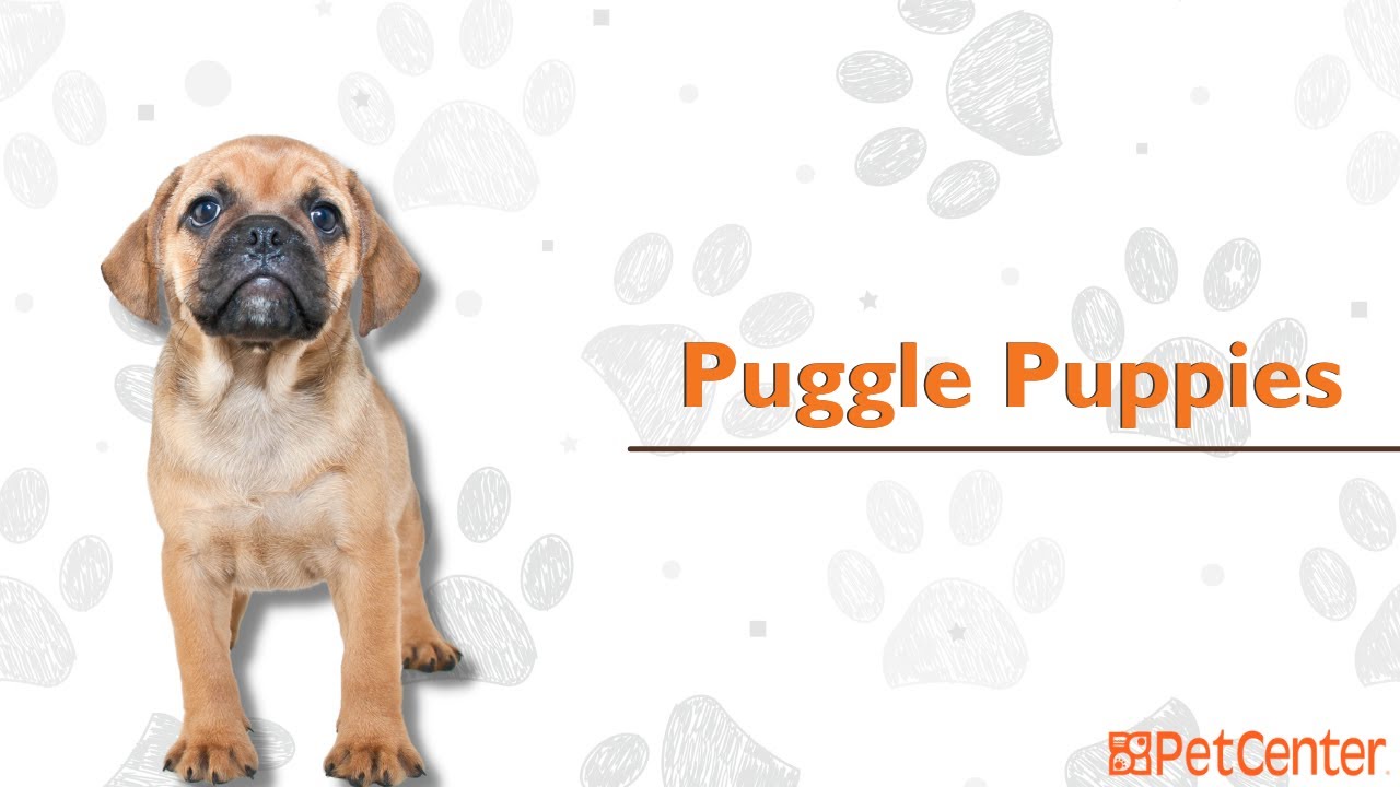 Is The Puggle The Right Puppy For You?