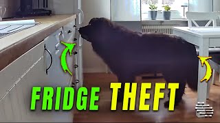 Newfoundland Dog Steals Food From The Fridge