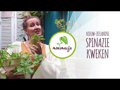 Video: Wat is Nieuw-Zeelandse spinazie – Nieuw-Zeelandse spinazie kweken in de tuin