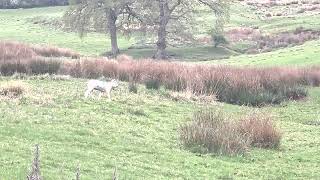 Video from Gloucestershire Constabulary Sheep worrying -  no audio