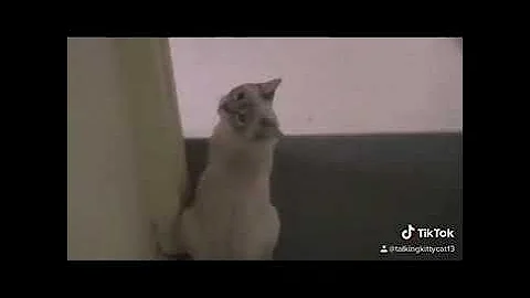 Talking Kitty Cat Part 11 Who Is Todd