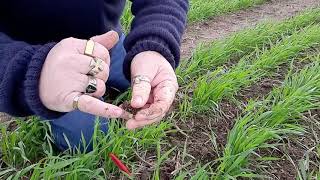 Lake Bolac, VIC – 10 weeks after sowing Voraxor herbicide effect on late germinating broadleaf weeds