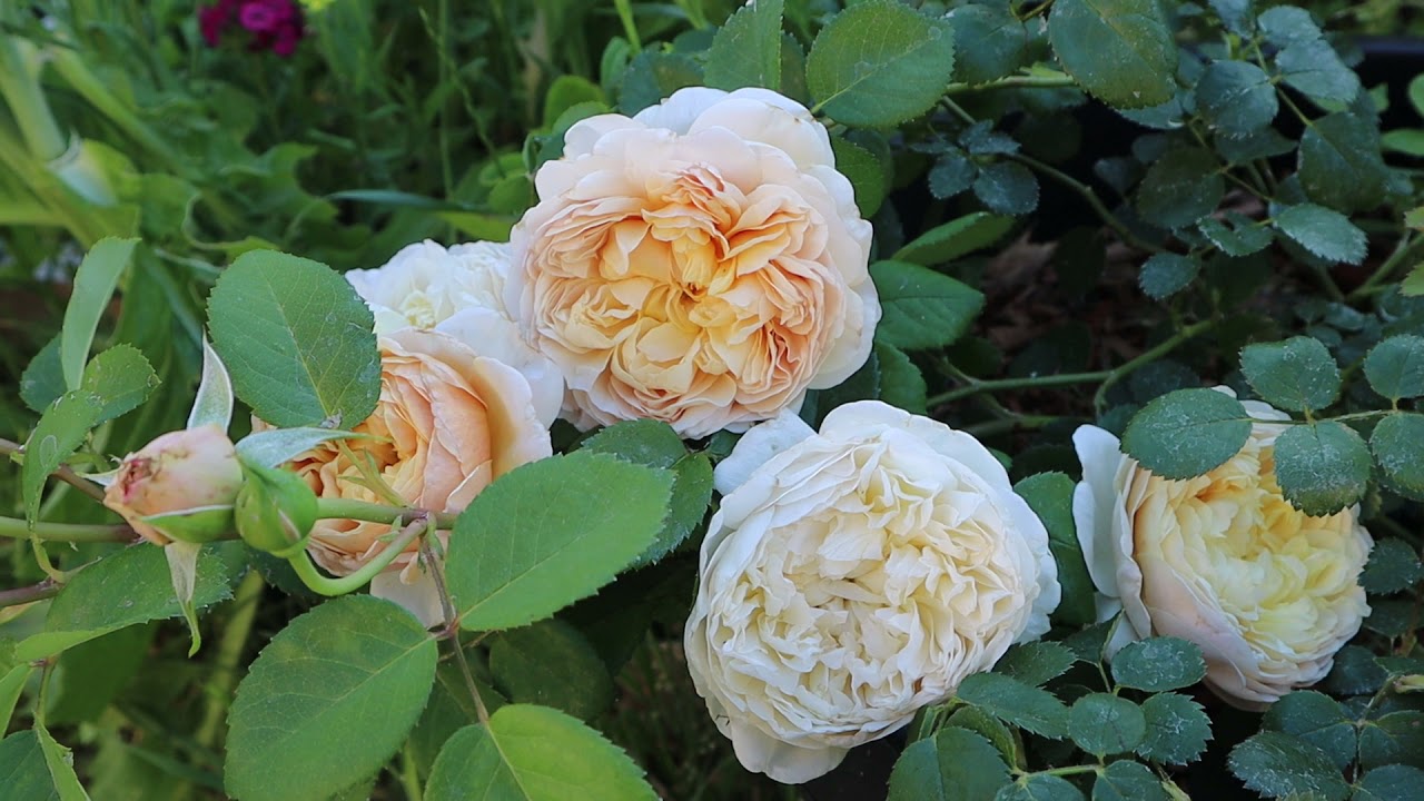 David Austin Rose Charles Darwin first year blooms