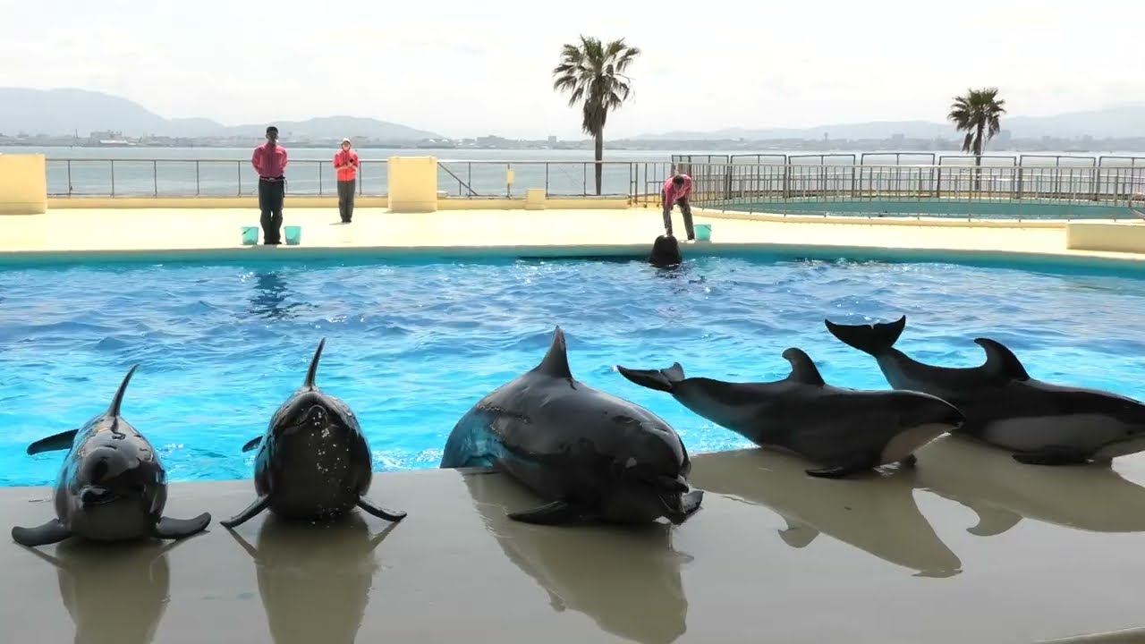 マリンワールド海の中道　イルカショー 2023/4