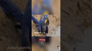 Con vẹt to lớn  thich làm tổ trong bọng cây#thegioidongvat #reviewphim