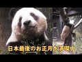 1/2シャオシャオレイレイ日本最後のお正月giantpanda @tokyo 上野動物園