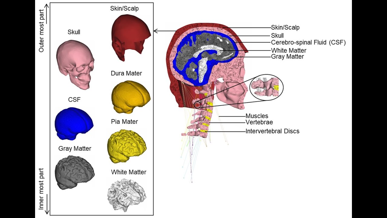 Traumatic Brain Injury Research Using Head-Neck-Brain Finite Element Model