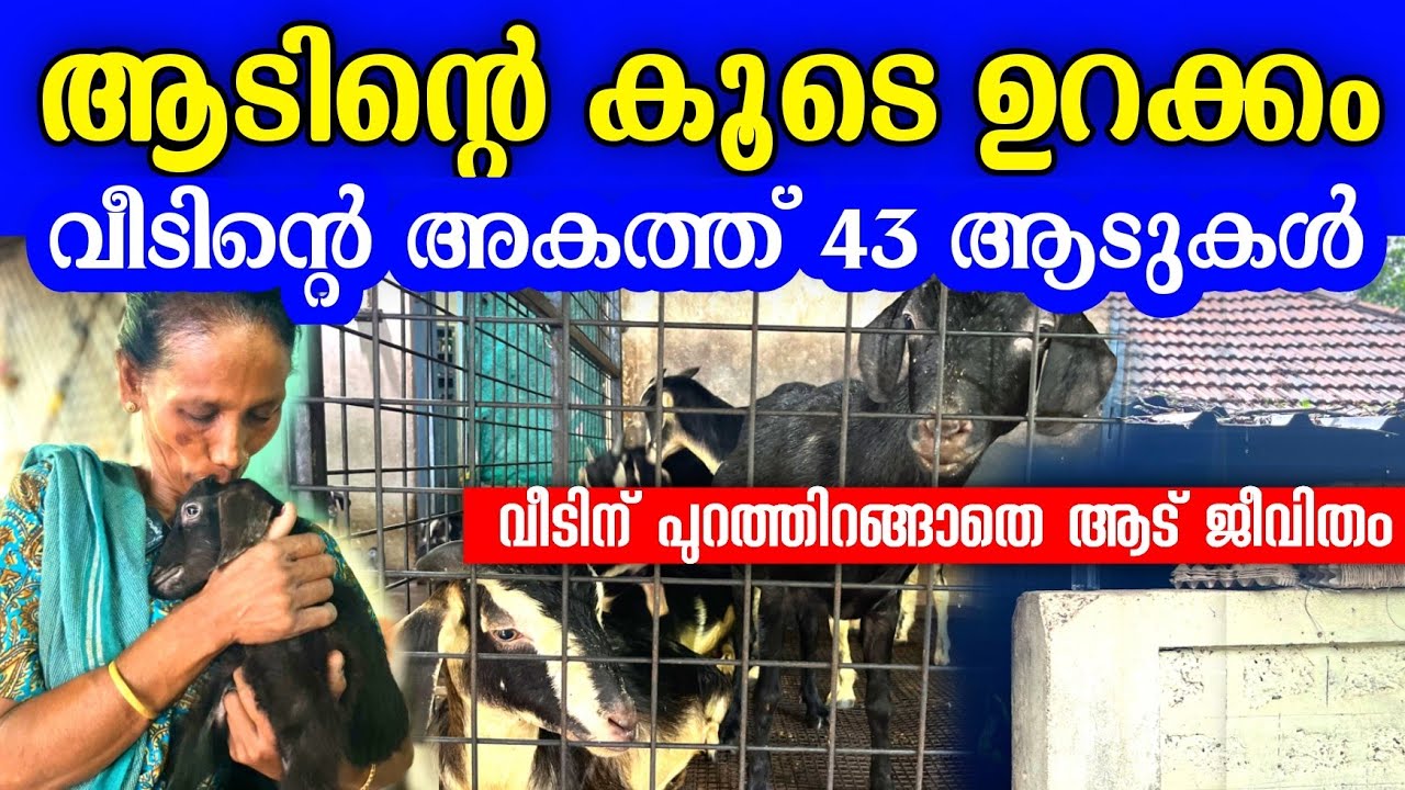 വീടിനുള്ളിൽ 43 ആടുകൾ, ഈ വീട്ടമ്മ ഭക്ഷണം കഴിക്കുന്നതും കിടന്നുറങ്ങുന്നതും ആടിന്റെ കൂടെ | goat farming