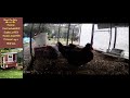 Dr alec hochstein live chicken stream
