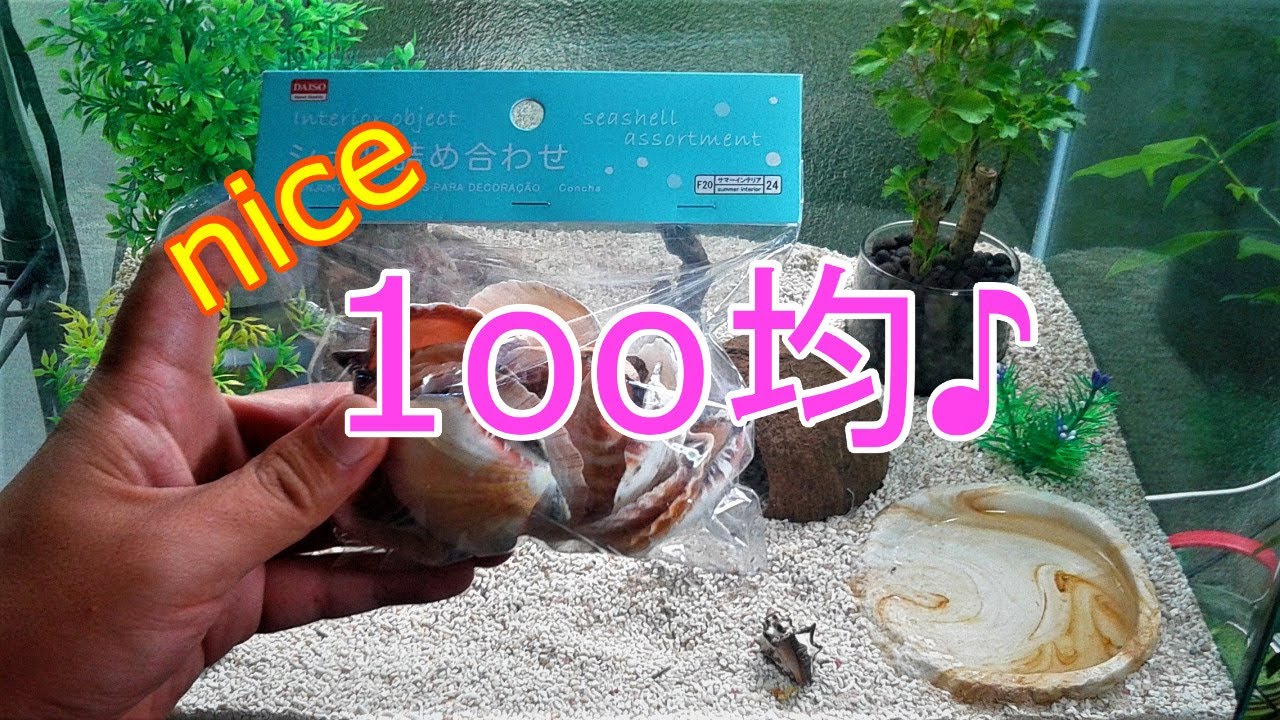 ヤドカリ オカヤドカリ 6 100均貝殻とレイアウト Youtube