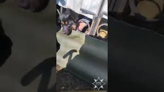 Волковысские спасатели пришли на помощь псу, который застрял в заборе