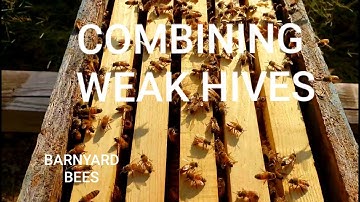 Quick Easy Way To Combine A Weak Colony