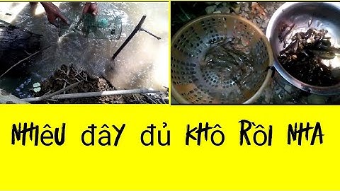 Đặt lợp cá bống dừa và tép toàn là tép bạc