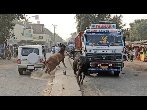 वीडियो: बुलफाइटर्स कितना कमाते हैं?