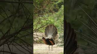 The Mesmerizing Beauty of Peacocks ||#Shorts #ZooQuestUnleashed