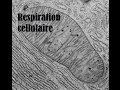 La respiration cellulaire