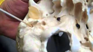 Lab6SkullLandmarksPart4.mp4