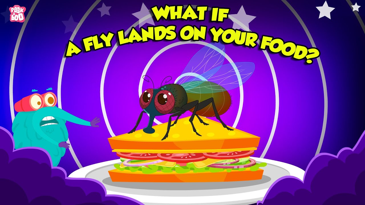 Can Flies Actually Fly in a Vacuum Chamber?