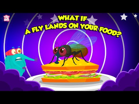 What Happens When A Fly Lands On Your Food?, Unhygienic Food for Toddlers