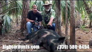 Videos for Hog Hunting in Florida, Florida Keys and Florida Swamps