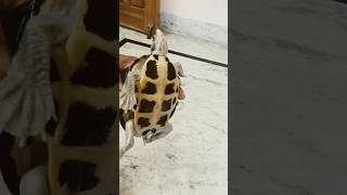 20 nakhun bala lucky kachhua || 20 नाखून वाला कछुआ || #turtle #shorts #कछुआ #viralvideo #ytshorts screenshot 3