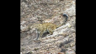 پلنگ ایرانیDocumentary of a confrontation with a large Iranian leopard