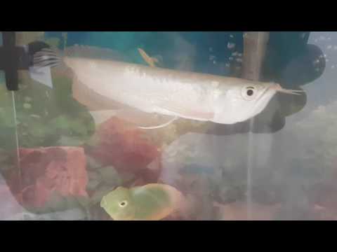 Arowana Vs Heart Parrot Fish Arowana Vs Heart Parrot Fish