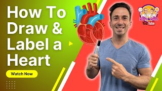 Best way to draw and label the heart! | Heart Anatomy