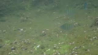 20200720和平島公園海水泳池潛水拍魚-(15)