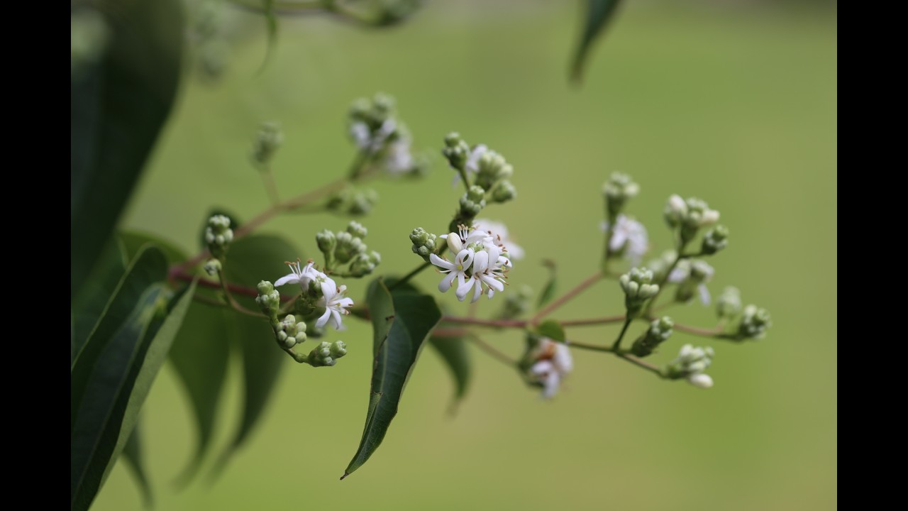 칠자화가 만발한 정원 / 꽃무릇이 화사하게 피었어요. / 아이비와 꽃잔디 제거작업 /   #시골정원 #칠자화 #꽃무릇 #gardening
