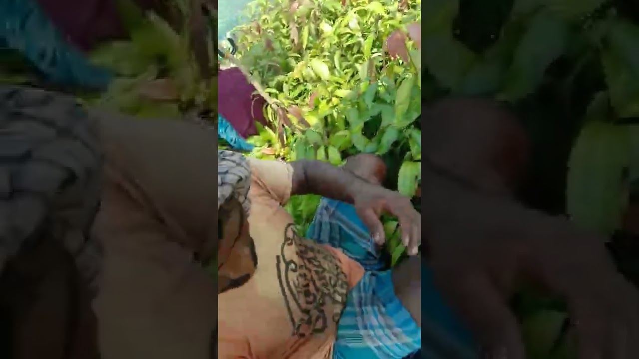 Khaja Baba nursery ||