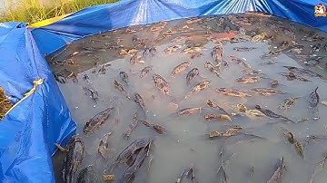 PHÁT TÀI LỚN TỪ NUÔI CÁ BỐNG TƯỢNG KHI BIẾT NHỮNG CÁCH HAY NÀY