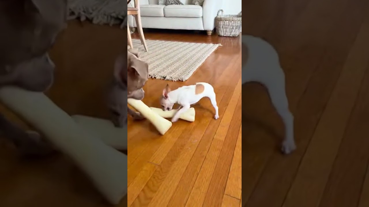 Bully x chihuahua Ultimate Cuteness Overload 