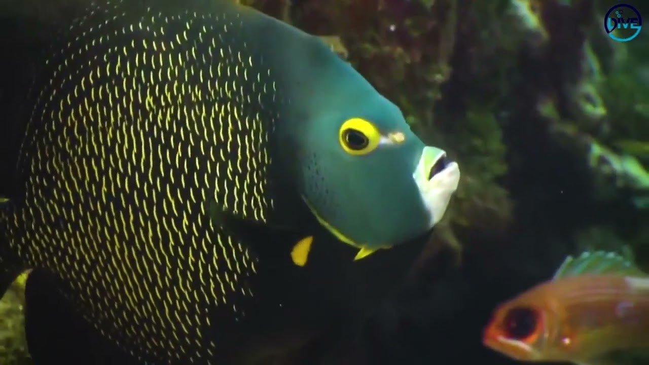 Happy World Oceans Day!