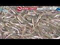 イカナゴ解禁で神戸の鮮魚店にぎわう