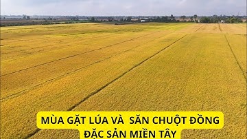 Miền Tây Mùa Gặt – Chuột Đồng Thơm Lừng, Tuổi Thơ Trở Về. Làng quê yên bình bình.