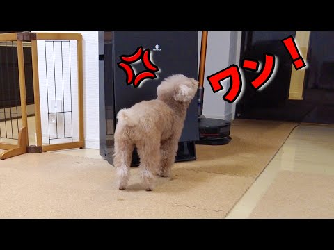 リビングでパパを見送ろうとしたら玄関で送りたい忠犬がキレました【トイプードル】