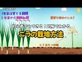 ニラの栽培方法|図解でわかる育て方 完全ガイド【コスパ最強野菜】