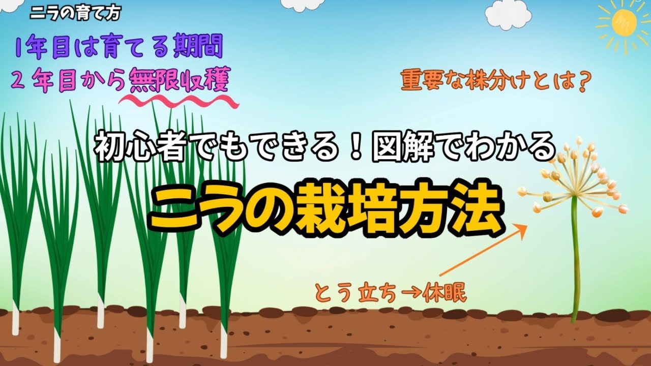 ニラの栽培方法|図解でわかる育て方 完全ガイド【コスパ最強野菜】