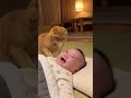 ネッコ「エイエイッｗｗｗ」赤ちゃん「ブハハｗｗｗ」秋田イッヌ「ったく…」→結果　#shorts