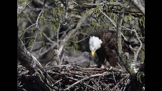 Bald Eaglet's feeding, Kickapoo Rail Trail, Vermilion County, Illinois.  Part 1