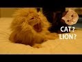 ライオンに変身する猫 Transform oneself from Cat to Lion