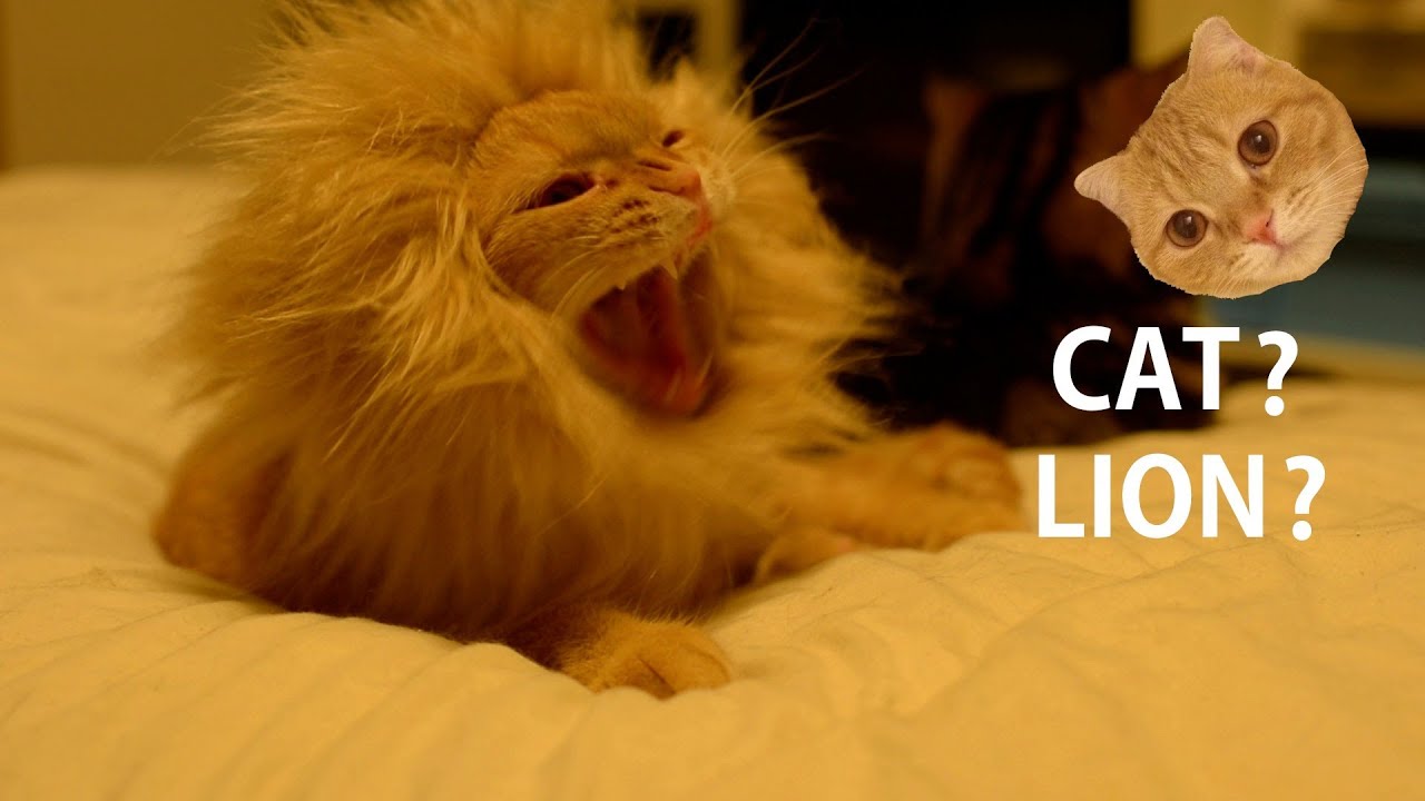 ライオンに変身する猫 Transform Oneself From Cat To Lion Youtube