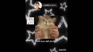 الترند المصري على طريقت القطط😭🫶🏽#قطط #ترند#shereen 🪷#اشترك_في_القناة ❤️‍🩹🫶🏽