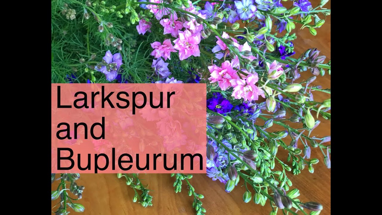 Seed Starting Larkspur and Bupleurum | PepperHarrow Farm