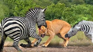 Fierce Battle,  Can Zebras Escape The Hunt Of Hungry Lions? Lion vs Zebra, Buffalo