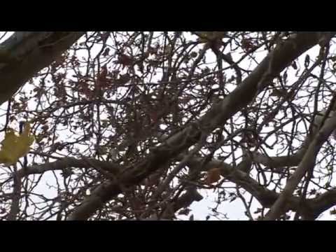Videó: Lombhullató fák. Platanus orientalis faj platánjai