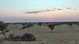 Lions Roaring Gharagab Wilderness Camp Kgalagadi TP